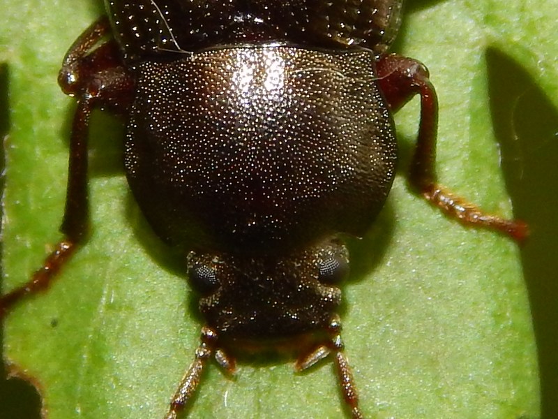 Tenebrionidae: Stenomax aeneus, femmina